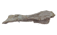 Stegosaur Humerus, El Mers Formation