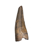 Tyrannosaurus Rex Tooth