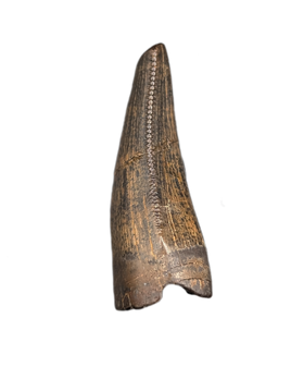 Tyrannosaurus Rex Tooth
