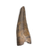Tyrannosaurus Rex Tooth