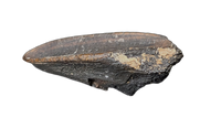 Hadrosaur Tooth, Judith River Formation