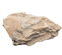 Leptomeryx (Deer like) Mammal Jaw Section with Teeth