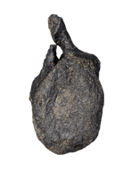 Stegosaurus Caudal Vertebra
