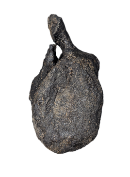 Stegosaurus Caudal Vertebra