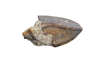 Corythosaurus? Tooth, Judith River Formation