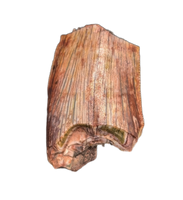 Postosuchus (Rauisuchid) Tooth, Bull Canyon Formation