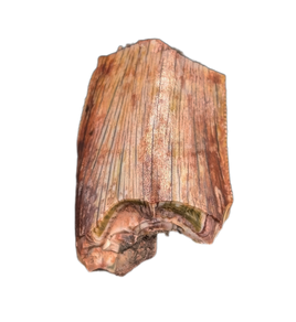 Postosuchus (Rauisuchid) Tooth, Bull Canyon Formation