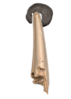 Dromaeosaur (Raptor) Claw, Hell Creek Formation