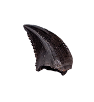 Troodon Tooth, Hell Creek Formation