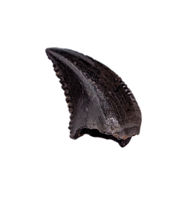 Troodon Tooth, Hell Creek Formation