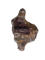 Edaphosaurus Sail Section, Permian