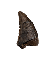 Saurornitholestes (Raptor) Tooth, Judith River Formation