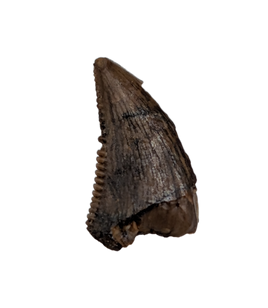 Saurornitholestes (Raptor) Tooth, Judith River Formation