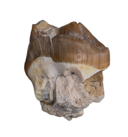 Titanothere(Megacerops) Tooth,  Brule Formation