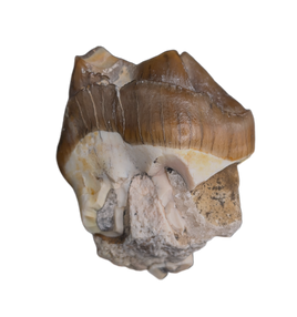 Titanothere(Megacerops) Tooth,  Brule Formation