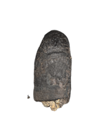 Huge Camarasaurus Tooth from the Morrison Formation