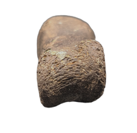 Dakotaraptor/Acheroraptor Toe