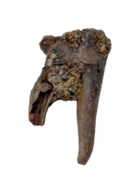 Mammal Tooth(Molar), Hell Creek Formation