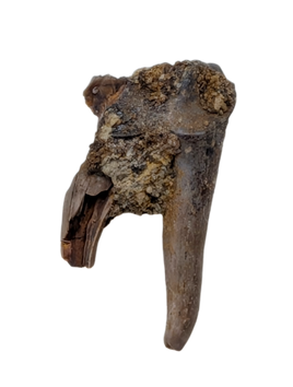Mammal Tooth(Molar), Hell Creek Formation