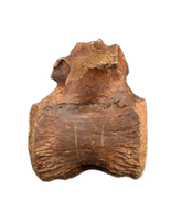 Pachycephalosaurus Vertebrae