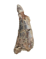 Large Tyrannosaur Tooth, Judith River Formation