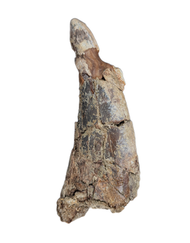 Large Tyrannosaur Tooth, Judith River Formation