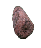 Ichthyovenator Tooth (Rare Spinosaurid), Early Cretaceous