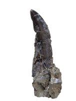Megalosaurid Tooth, El Mers Formation