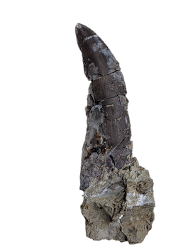Megalosaurid Tooth, El Mers Formation