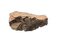 Triceratops Frill Section