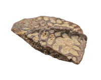 Crocodile Armor Scute, Bissekty Formation, Uzbekistan.