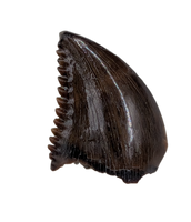 Troodon Tooth from the Hell Creek Formation