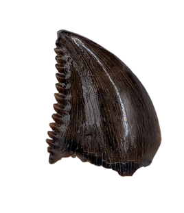 Troodon Tooth from the Hell Creek Formation