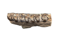 Mesohippus Jaw Section