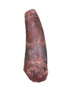 Spinosaurus Tooth