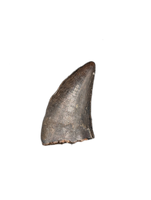 Nanotyrannus Tooth