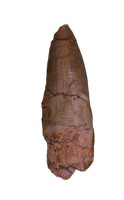 Spinosaurus Tooth