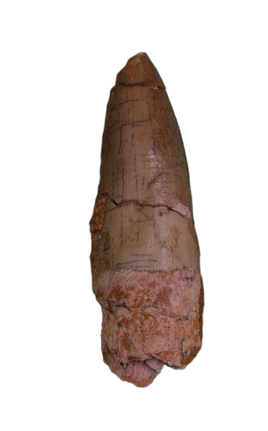 Spinosaurus Tooth