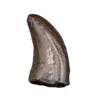 Acheroraptor Tooth from the Hell Creek Formation