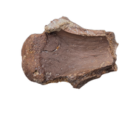 Pterosaur Azhdarchidae (Quetzacoatlus?) Vertebra