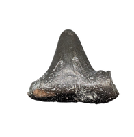 Ctenacanthidae Shark Tooth, 324-358 Million Years Old