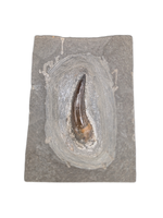 Plesiosaurus sp. Tooth. Early Jurassic Period, England.