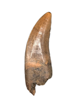 Nanotyrannus Tooth