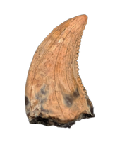 Dromaeosaurus (Raptor) Tooth, Judith River Formation