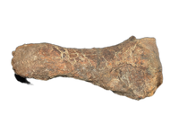Triceratops Metatarsal