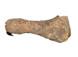 Triceratops Metatarsal