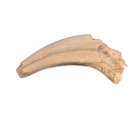 Dromaeosaur (Raptor) Claw, Hell Creek Formation