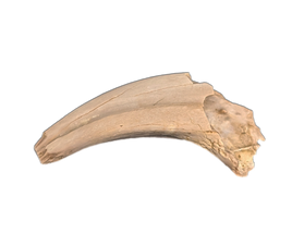 Dromaeosaur (Raptor) Claw, Hell Creek Formation