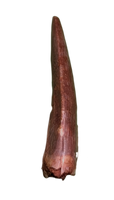 Ptychotherates (Herrerasaurid)Tooth