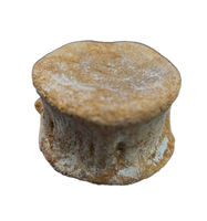 Polycotylid? Plesiosaur Vertebra